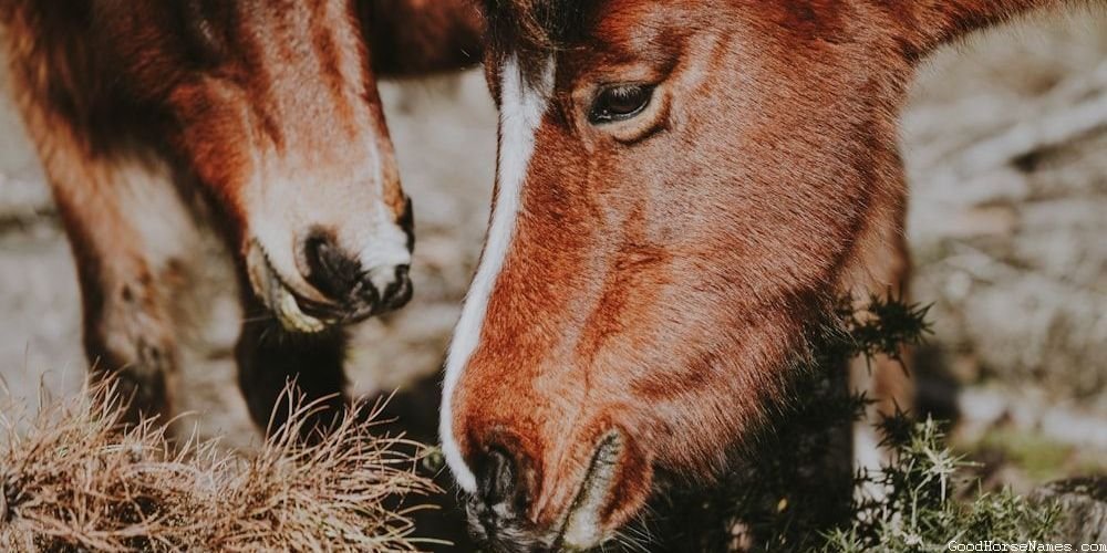Popular Percheron Horse Names