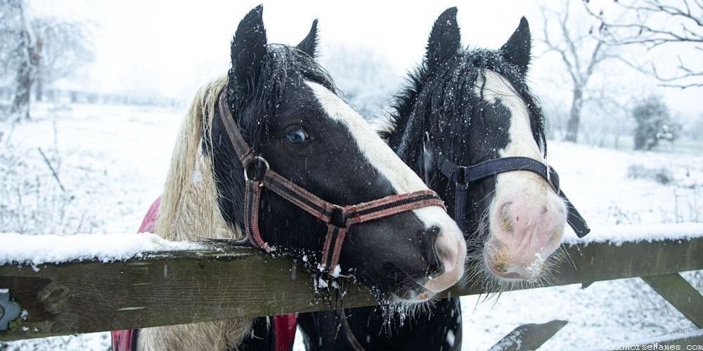 Popular Perlino Horse Names