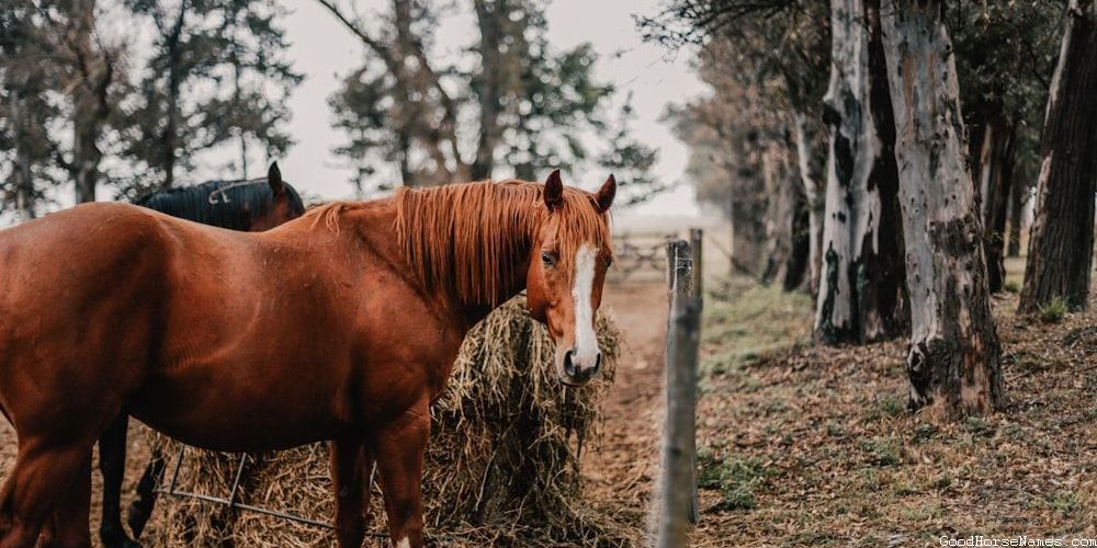 Popular Piebald Horse Names