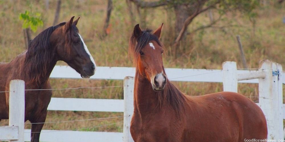 Popular Princess Horse Names