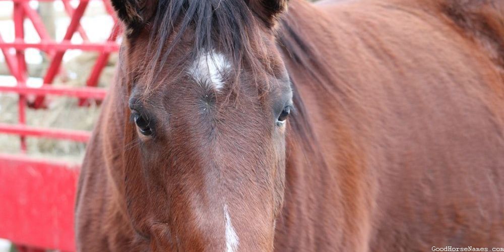 Popular Race Horse Names for Mares