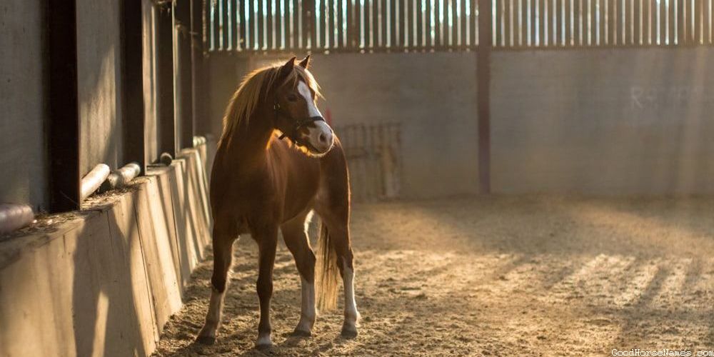 Popular Rare Horse Names for Stallions