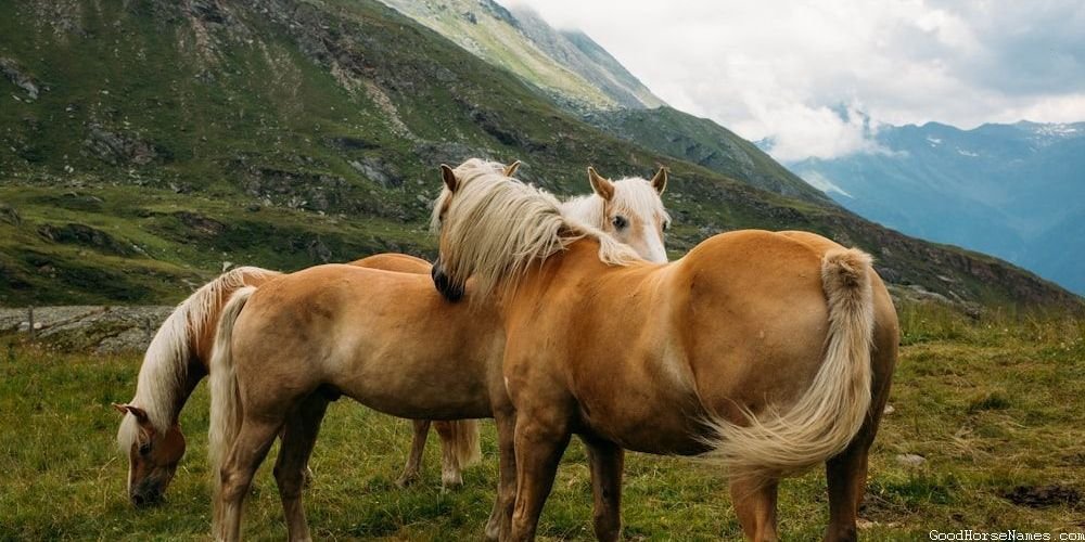 Popular Redneck Horse Names