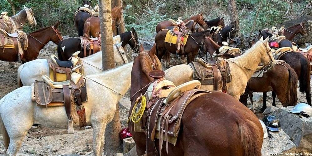 Popular Ridiculous Horse Names