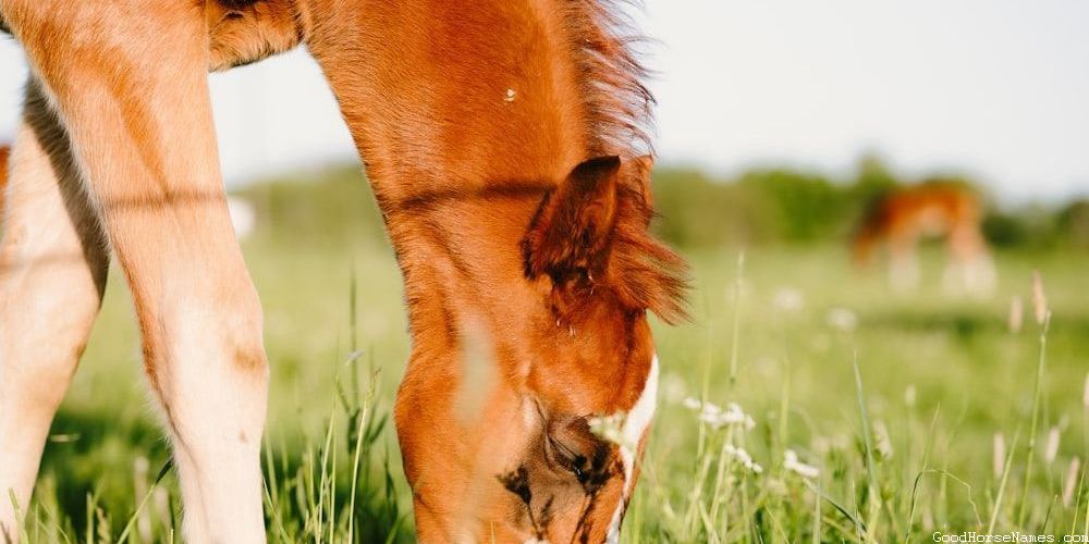 Popular Royal Ascot Horse Names
