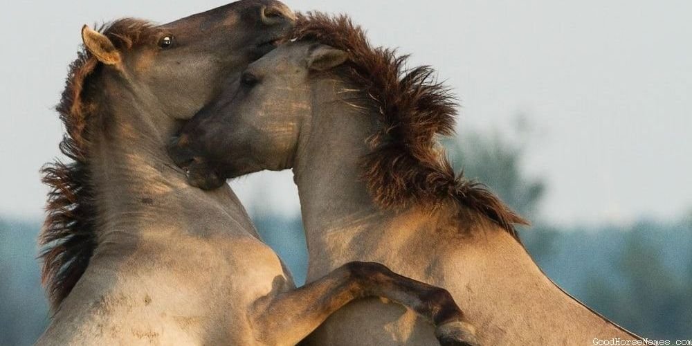 Popular Royal White Horse Names