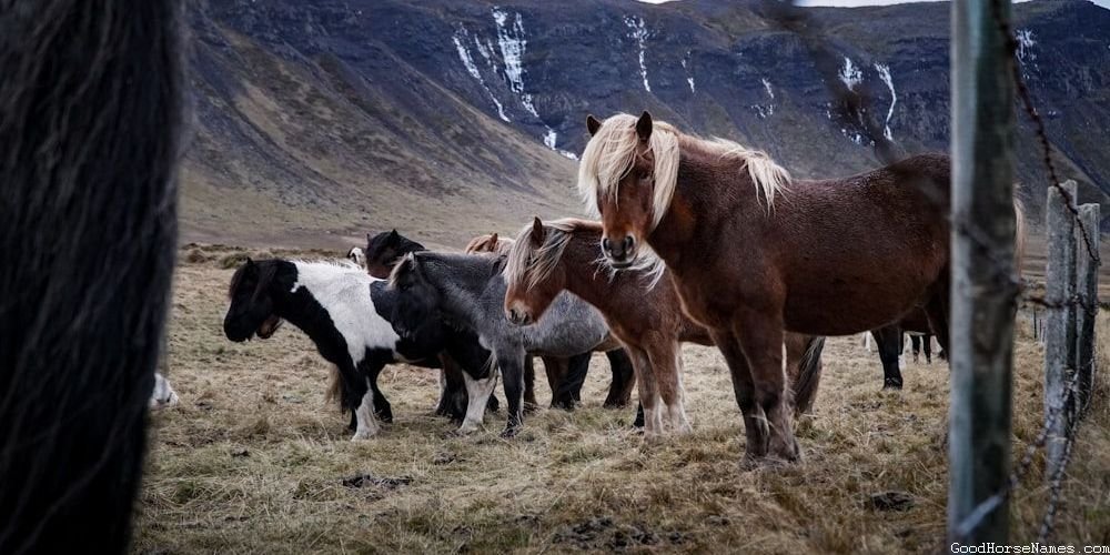 Popular Samurai Horse Names