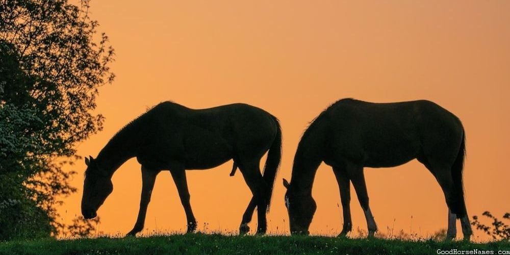 Popular Scary Horse Names