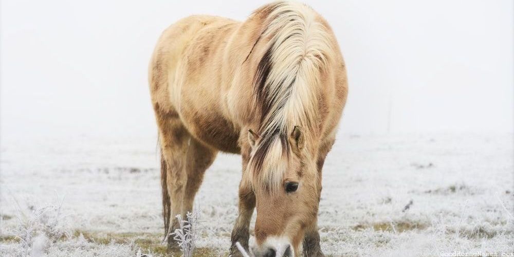 Popular Show Horse Names for Stallions