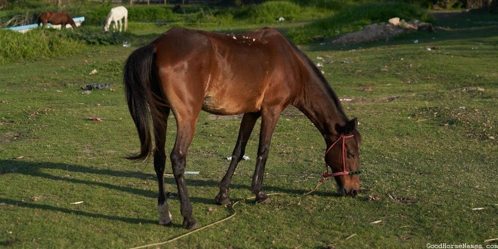 Popular Skeleton Horse Names