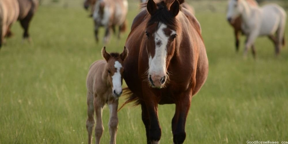 Popular Southern Horse Names