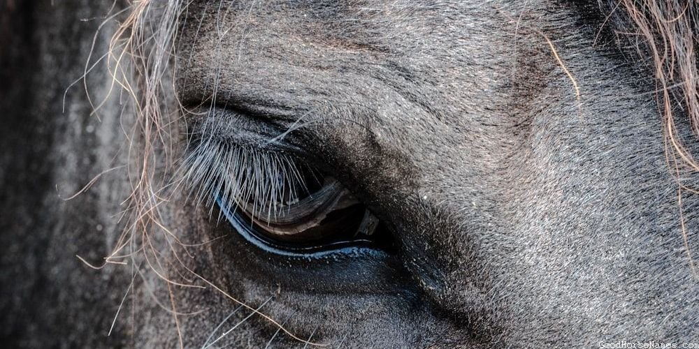 Popular Spanish Stallion Horse Names