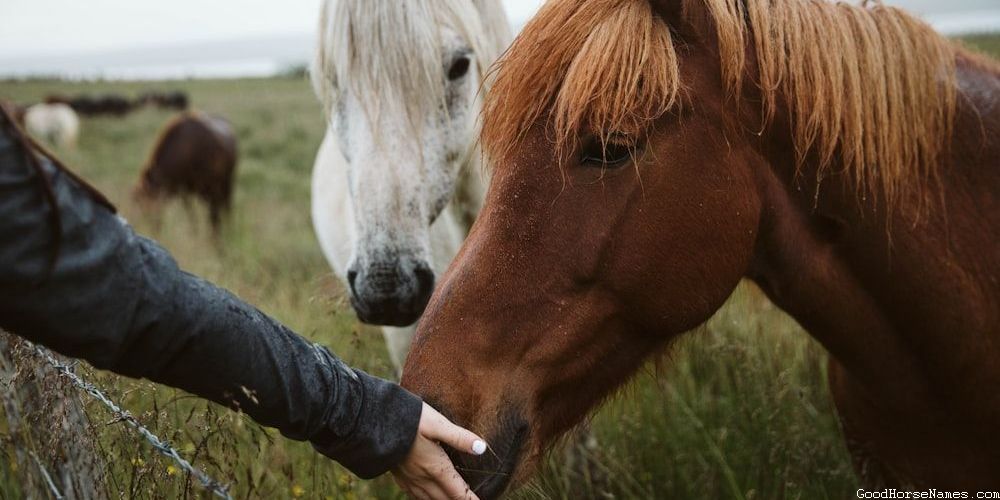 Popular Spooky Horse Names