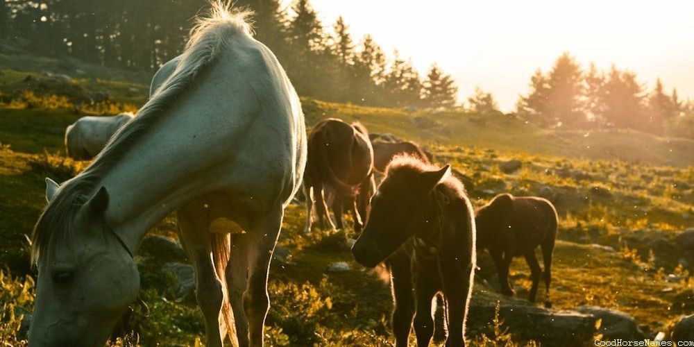 Popular Striped Horse Names