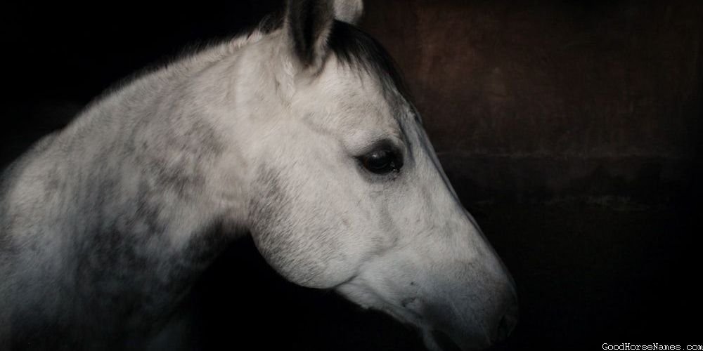 Popular Tan Female Horse Names