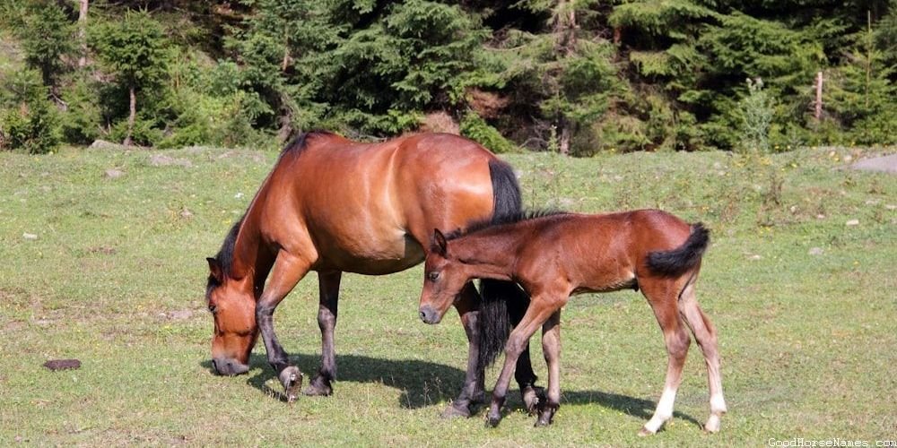 Popular Texas Horse Names
