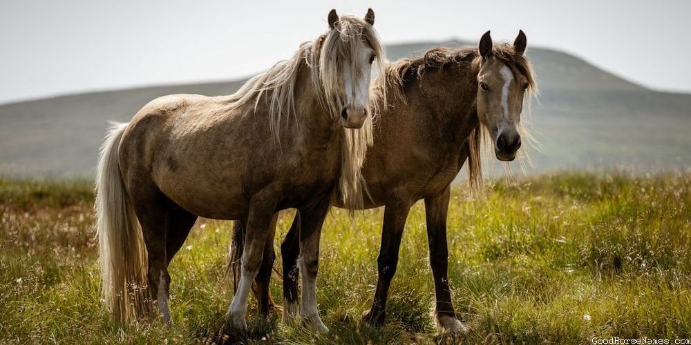 Popular Thoroughbred Race Horse Names