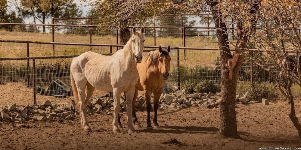 Popular Tough Horse Names