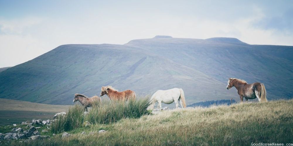 Popular Turkish Horse Names