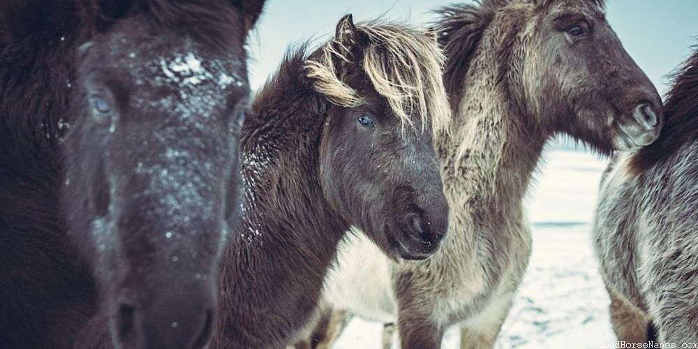 Popular Two Word Horse Names