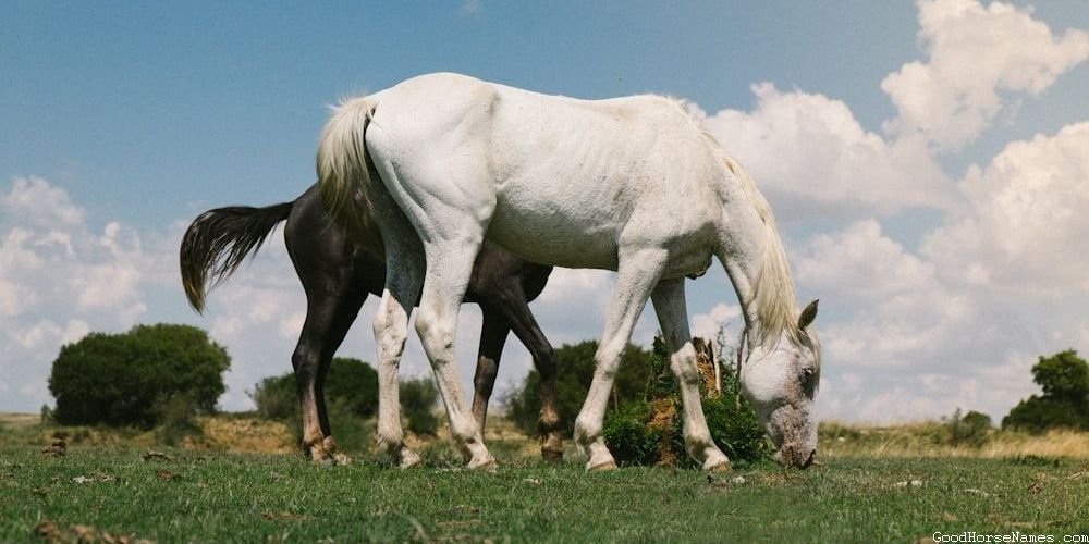 Popular Vampire Horse Names
