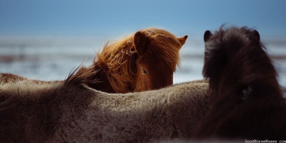 Popular Victorian Horse Names