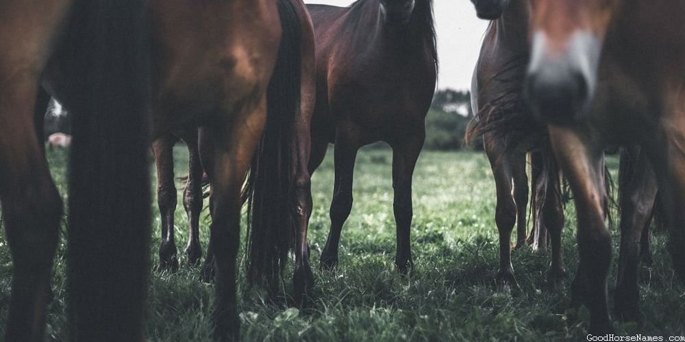 Popular Winged Horse Names