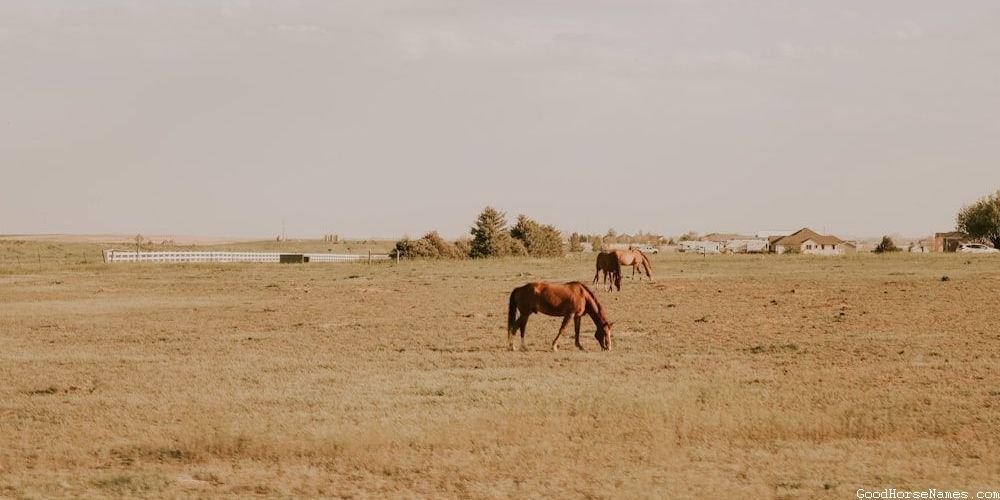 Popular Winter Horse Names