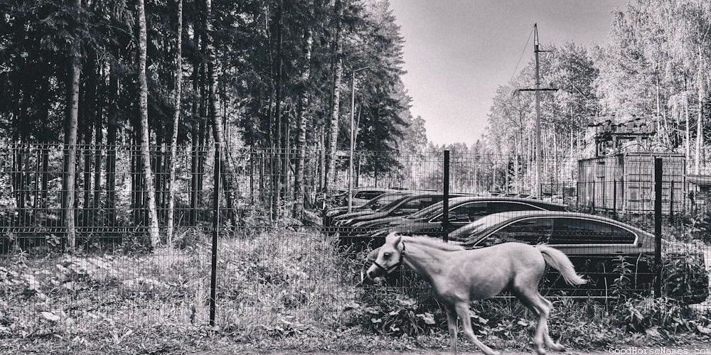 Portuguese Horse Funny Names