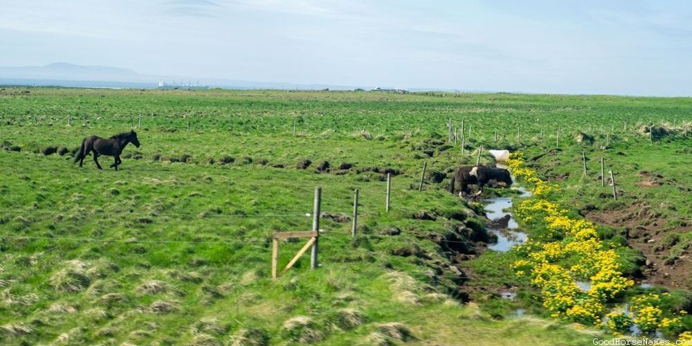 Portuguese Horse Names That Represent Their Trustworthiness