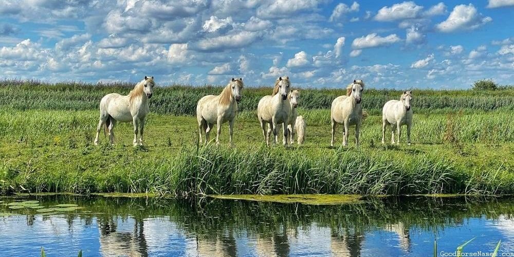 Portuguese Horse Popular Names