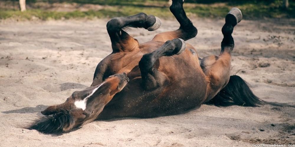 Portuguese Horse Powerful Names