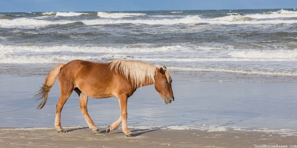 Powerful Andalusian Horse Female Names