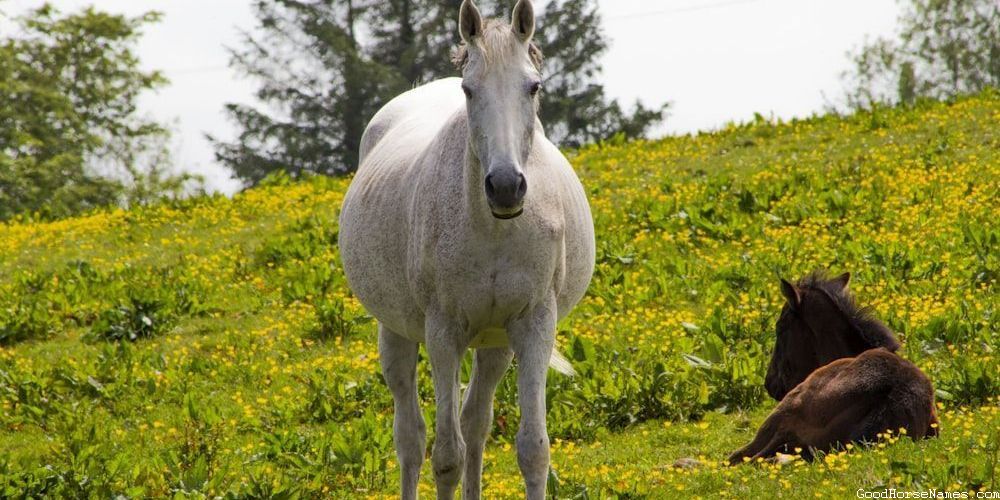 Powerful Preppy Horse Names