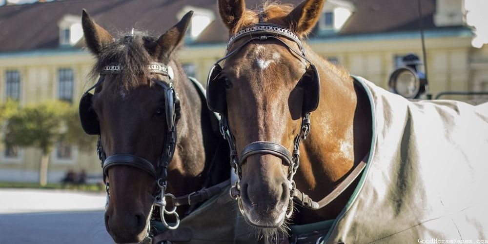 Powerful Race Horse Names for Mares