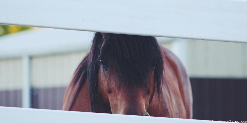Powerful Rare Horse Names for Stallions