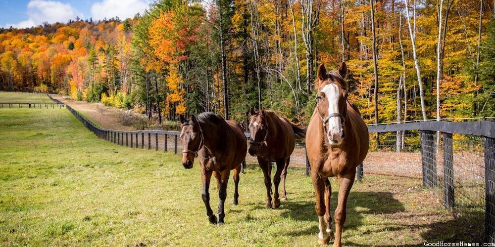 Powerful Russian Horse Names