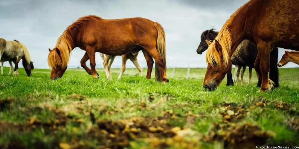 Powerful Short Horse Names