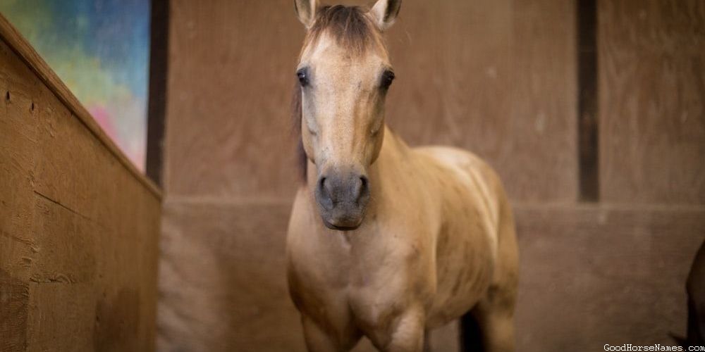 Powerful Silly Horse Names