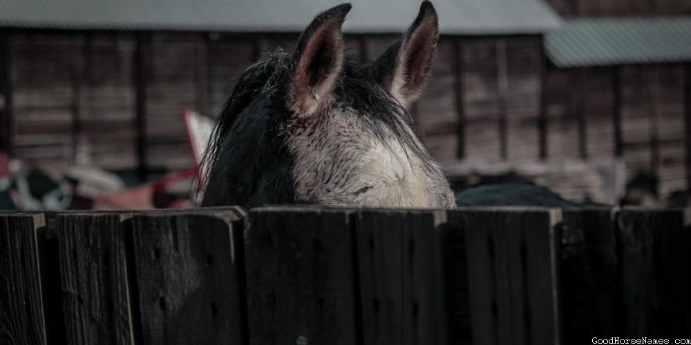 Powerful Southern Horse Names
