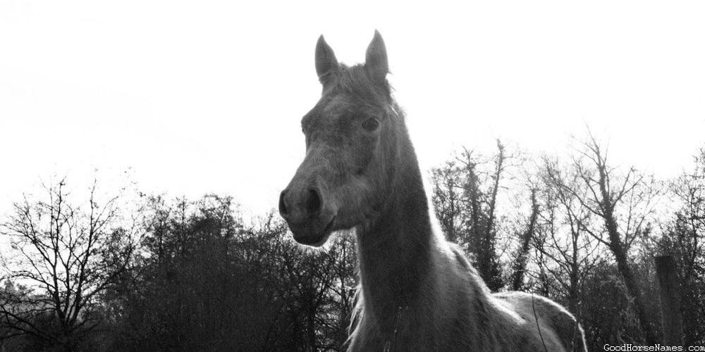 Powerful Tough Horse Names