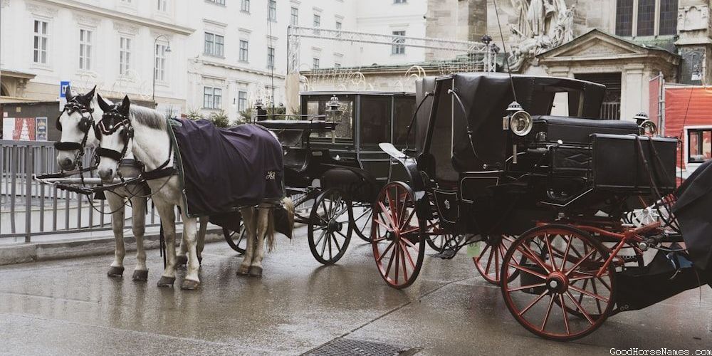 Preppy Horse Funny Names