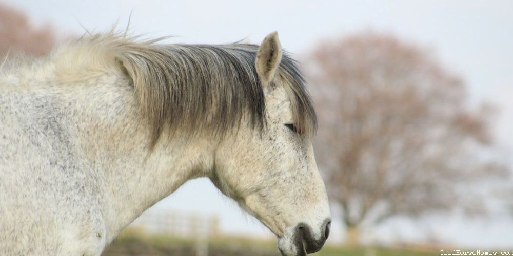 Preppy Horse Names That Represent Their Regal Presence