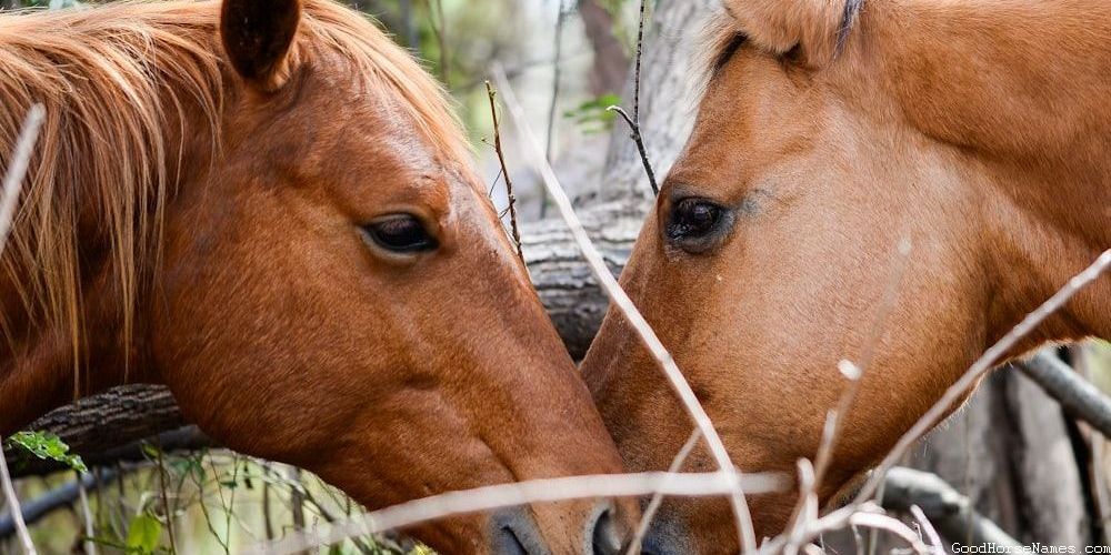 Preppy Horse Popular Names