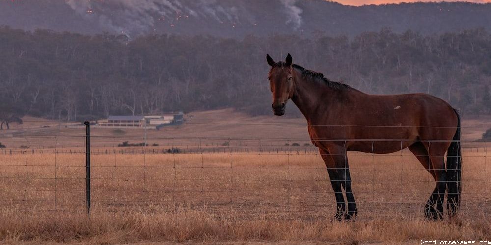 Princess Horse Names That Represent Their Graciousness