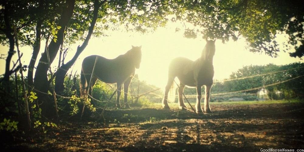 Princess Horse Names That Represent Their Intelligence