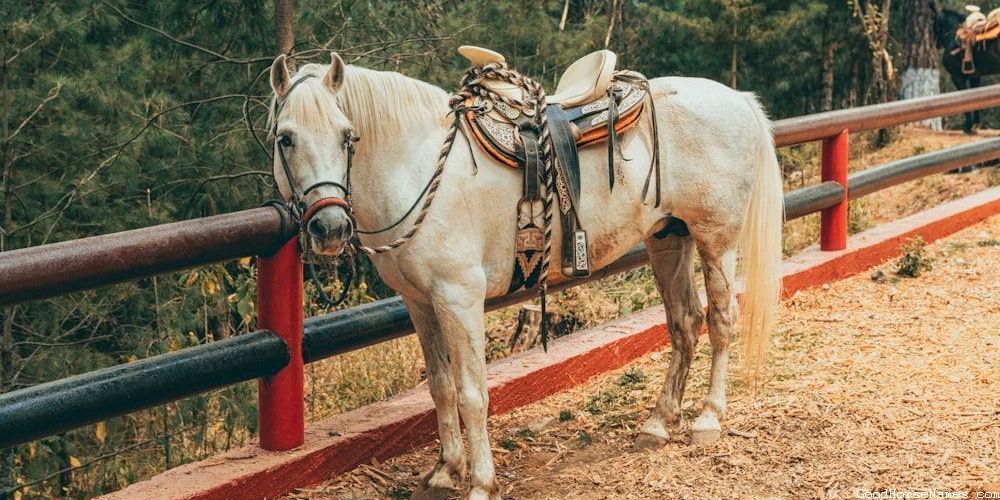 Punny Horse Names That Represent Their Friendliness