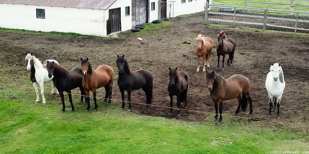 Punny Horse Names That Represent Their Jolly Nature