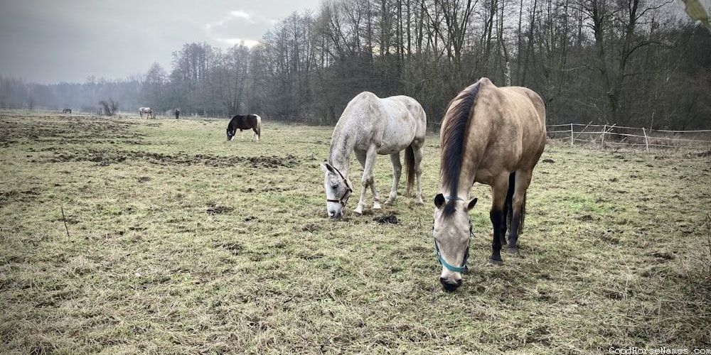 Pure White Horse Names That Represent Their Nobility