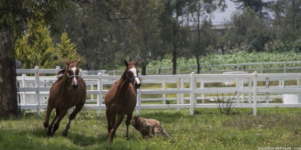 Pure White Horse Popular Names